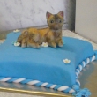 pro b�binku