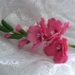 gladiol